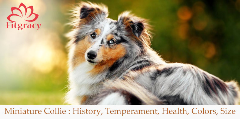 Miniature Collie History, Temperament, Health, Colors, Size